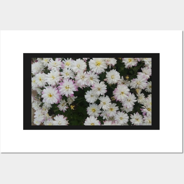 White and Purple Mums - Flowers Wall Art by A2Gretchen